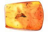Detailed Fossil Bristletail and True Midge In Baltic Amber #367512-1